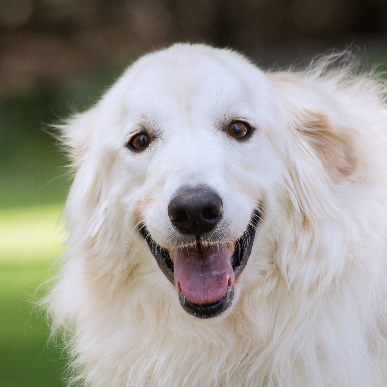 Chien Rizzy Lizzy – Great Pyrenees Rescue of Atlanta